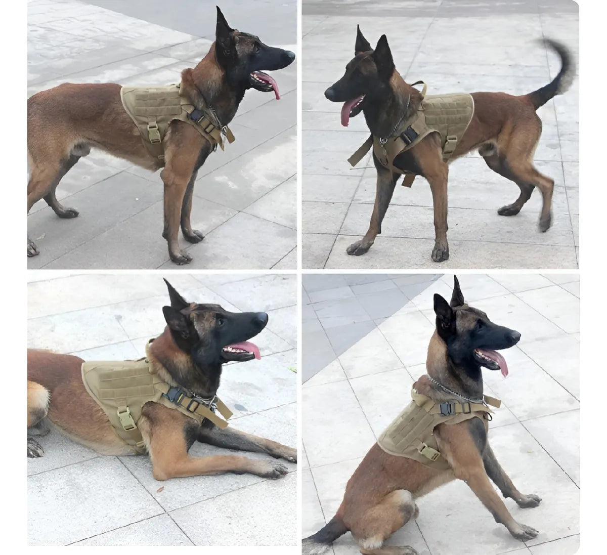 Arnés para perros